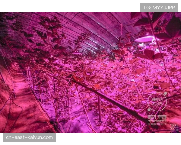 深度报道:草皮科技竞赛——意甲各俱乐部如何利用传感器与AI算法养护混合天然草 深度报道:草皮科技竞赛——意甲各俱乐部如何利用传感器与AI算法养护混合天然草